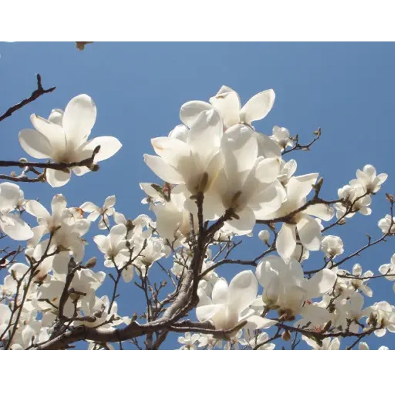 Huiles de parfum de magnolia 100% pures pour la fabrication de savon savons faits à la main savon à froid
